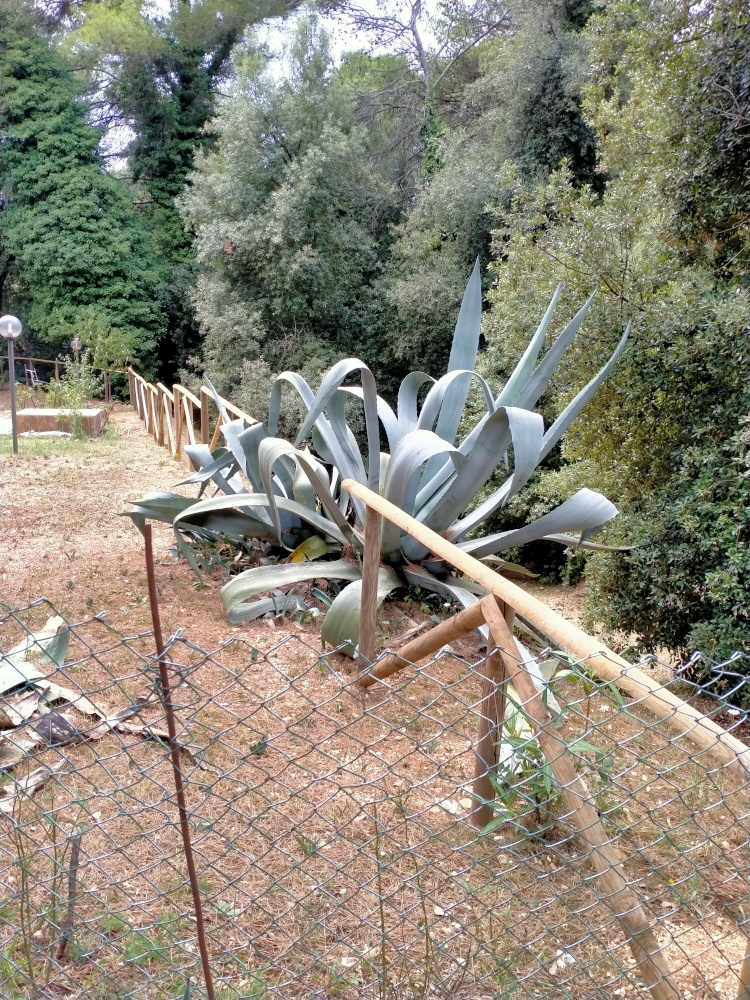 Tuinplant.