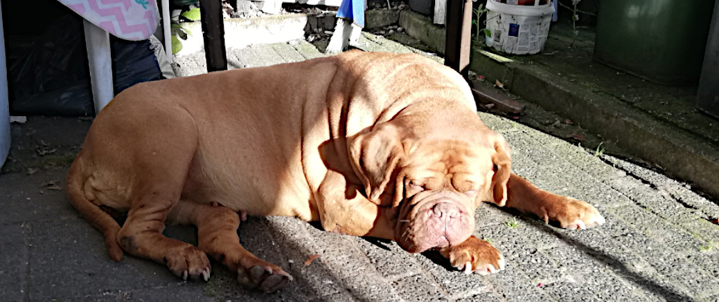 Lana onze Bordeaux dog